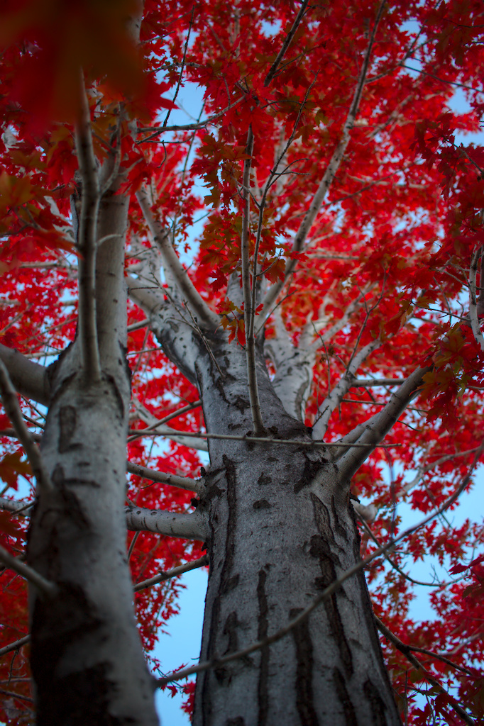 Red Maple